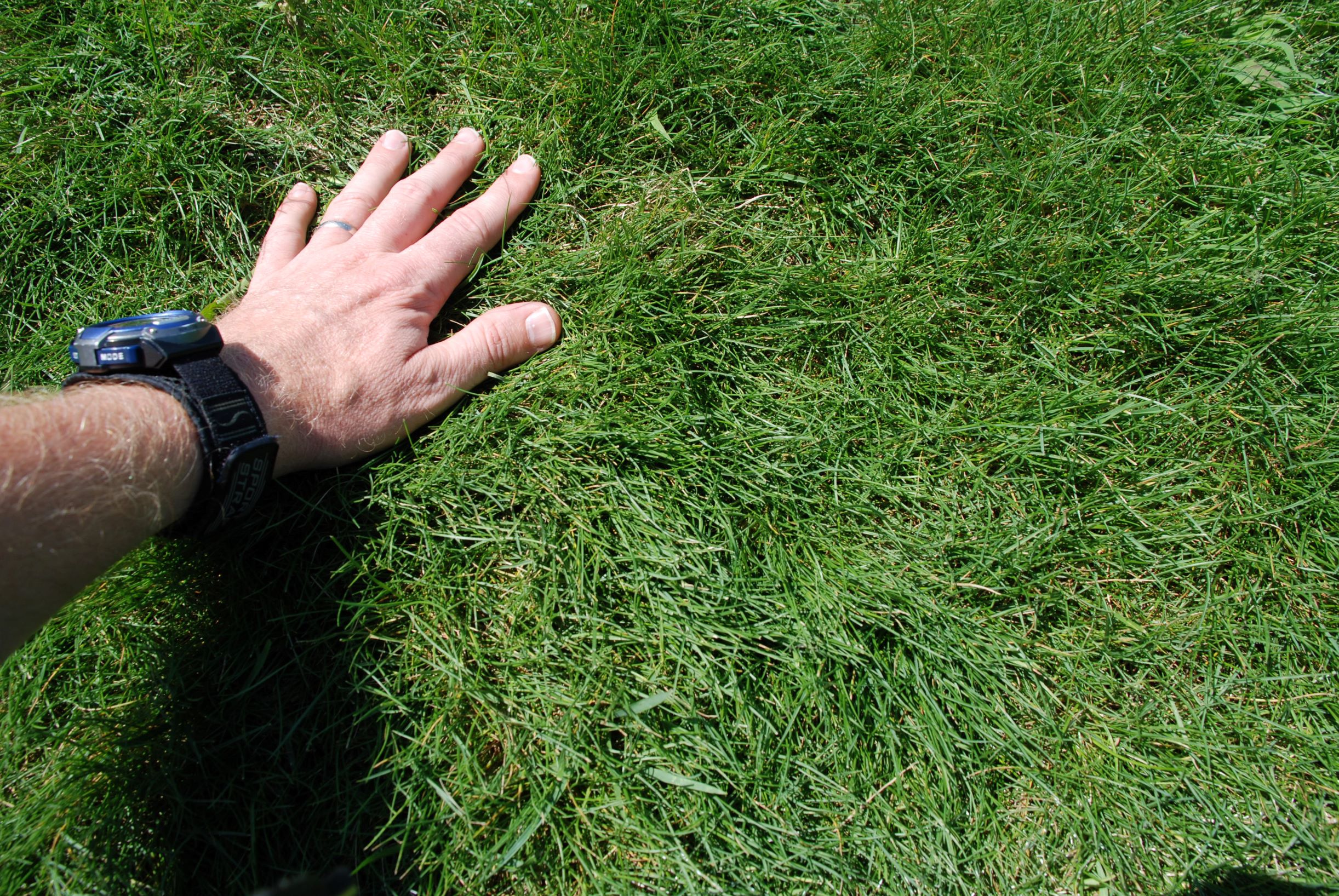 a person's hand touching a lawn consisting of fine-textured turfgrass