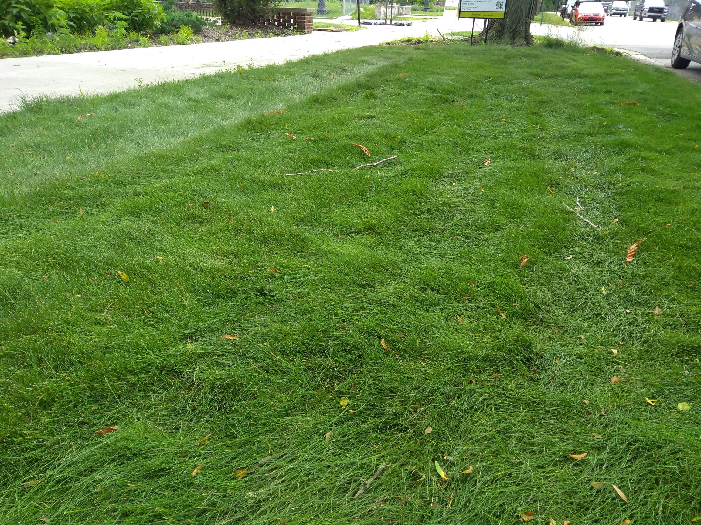 a median of green lawn between a sidewalk and road on a college campus