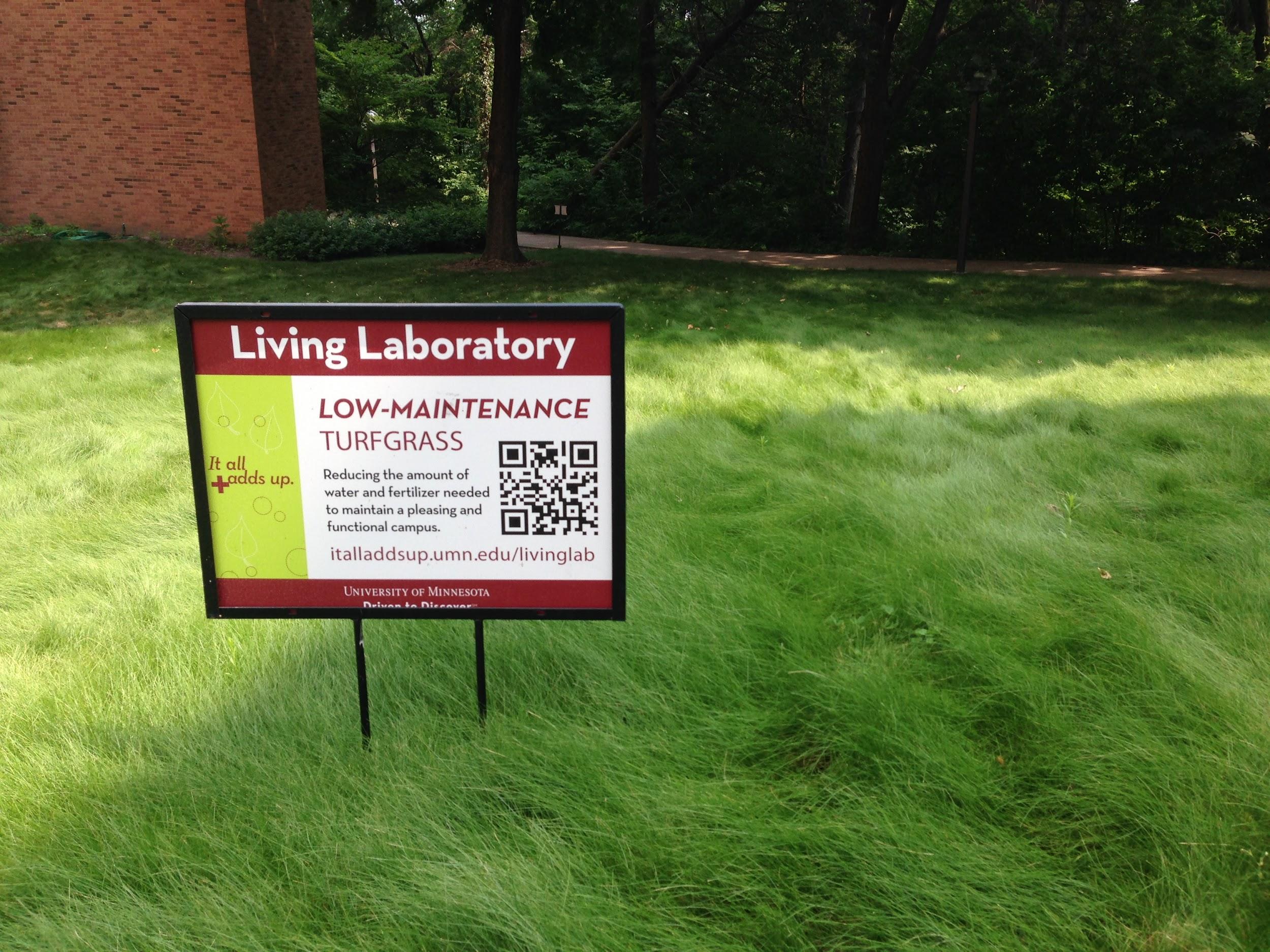 A low-maintenance fine fescue demonstration at the University of Minnesota.