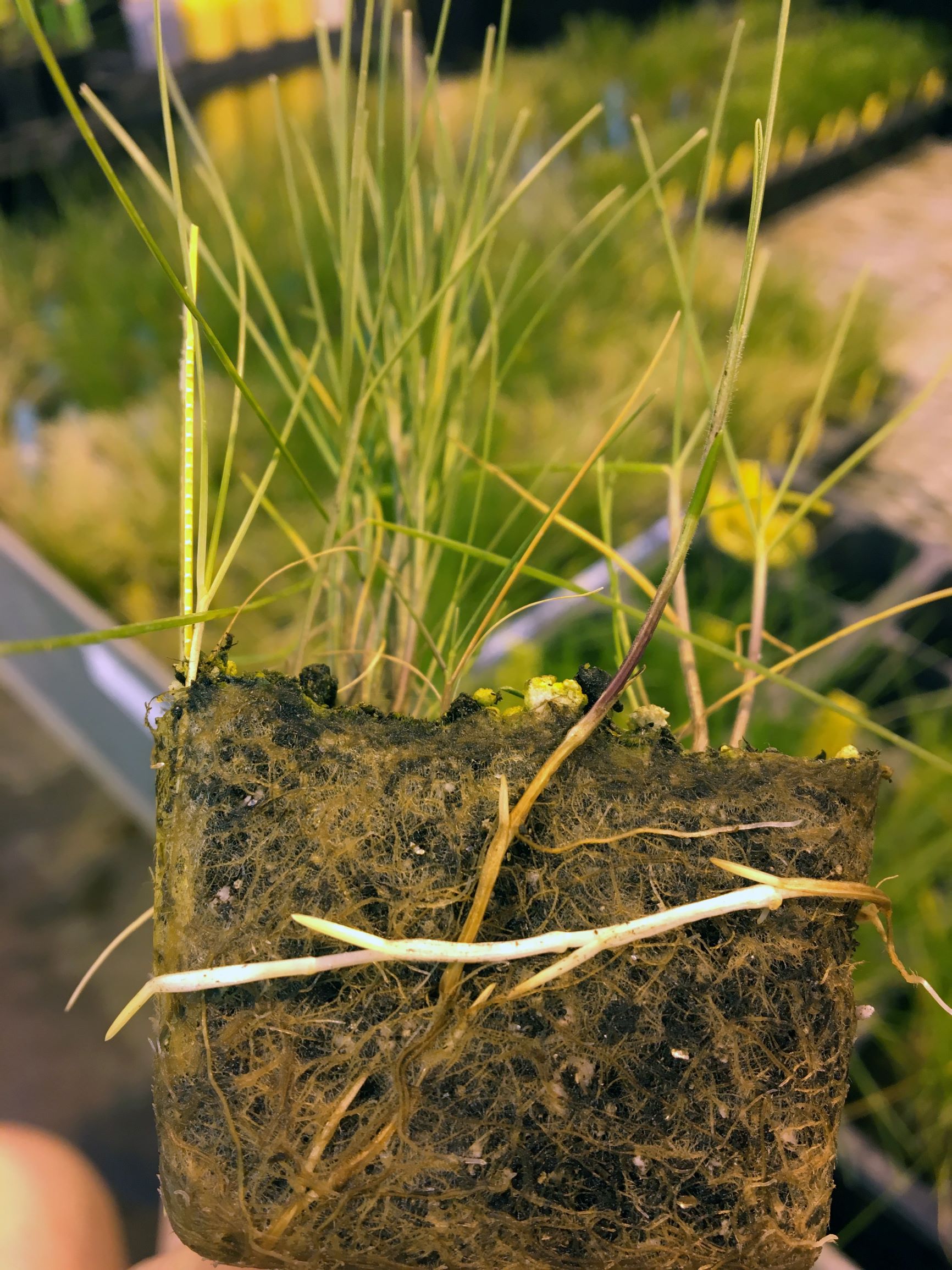 profile of soil and turfgrass with a white rhizome growing horizontally