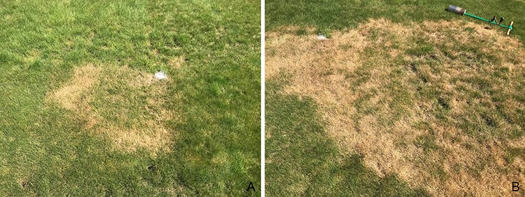 two images both with irregular patches of brown turf