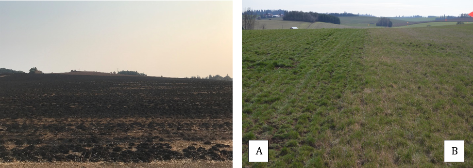 a burned and blackened field on the left and field with two plots, one with more vegetation, on the right