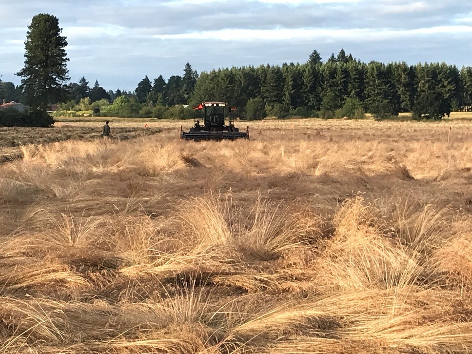 a field with brown grassy vegetation with swathing machinery