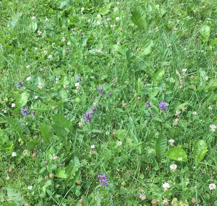 a patch of lawn consisting of turfgrasses with white and purple flowers
