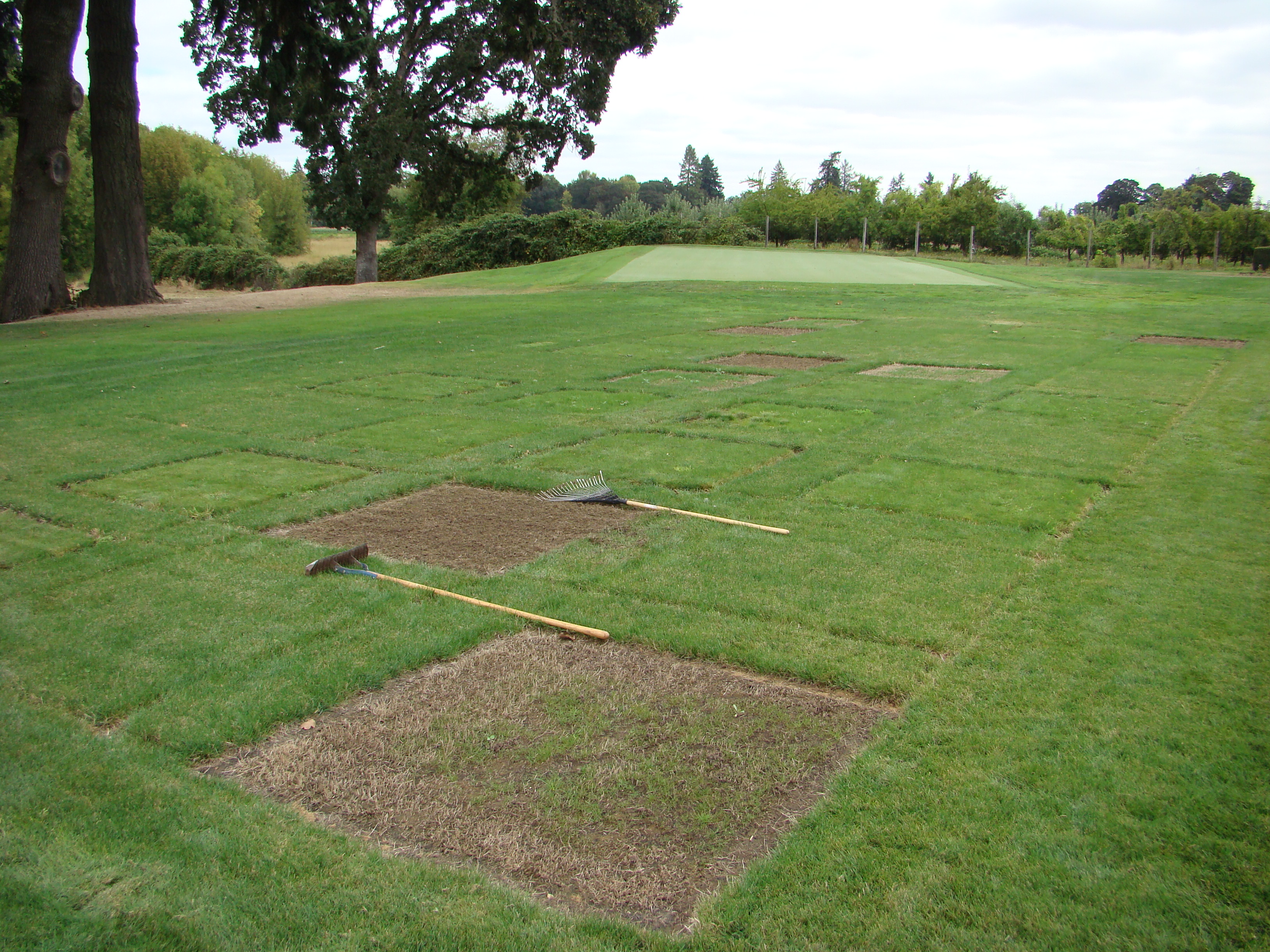 Turfgrass research plots with a few of the plots having sparse growth