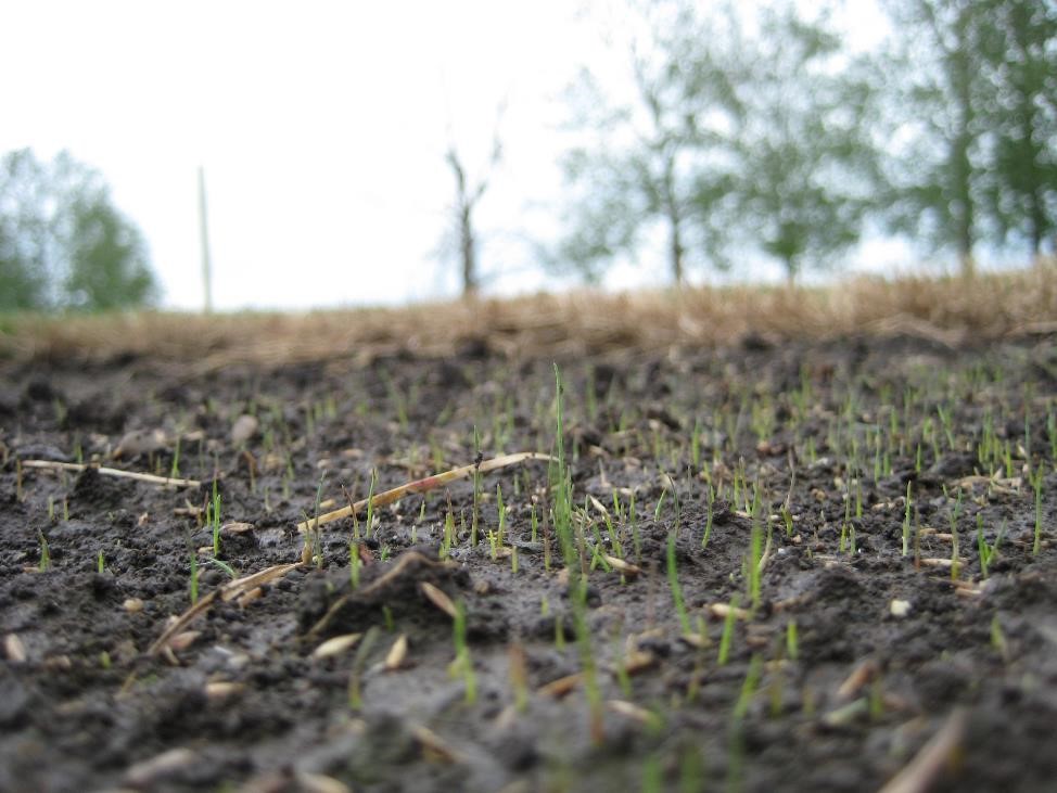 A closeup of soil with germinating grass seedlings