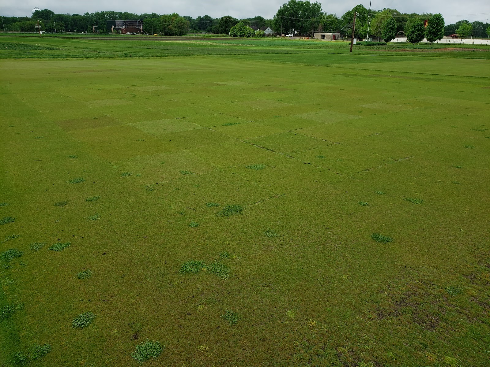 Putting green research plots at the University of Minnesota