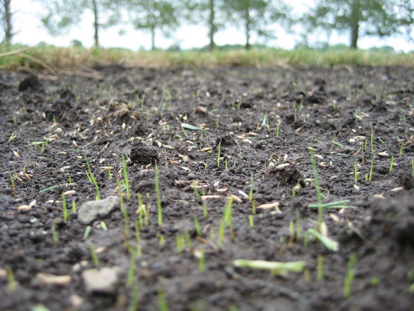 a closeup of soil with fine fescue seedling emerging