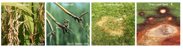 a series of four images depicting symptoms of four plant diseases