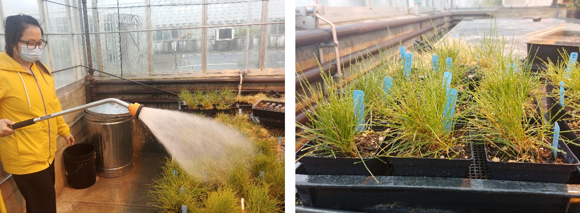 A woman spraying plants in a greenhouse and a closeup of the turgrass plants on their bench in the greenhouse