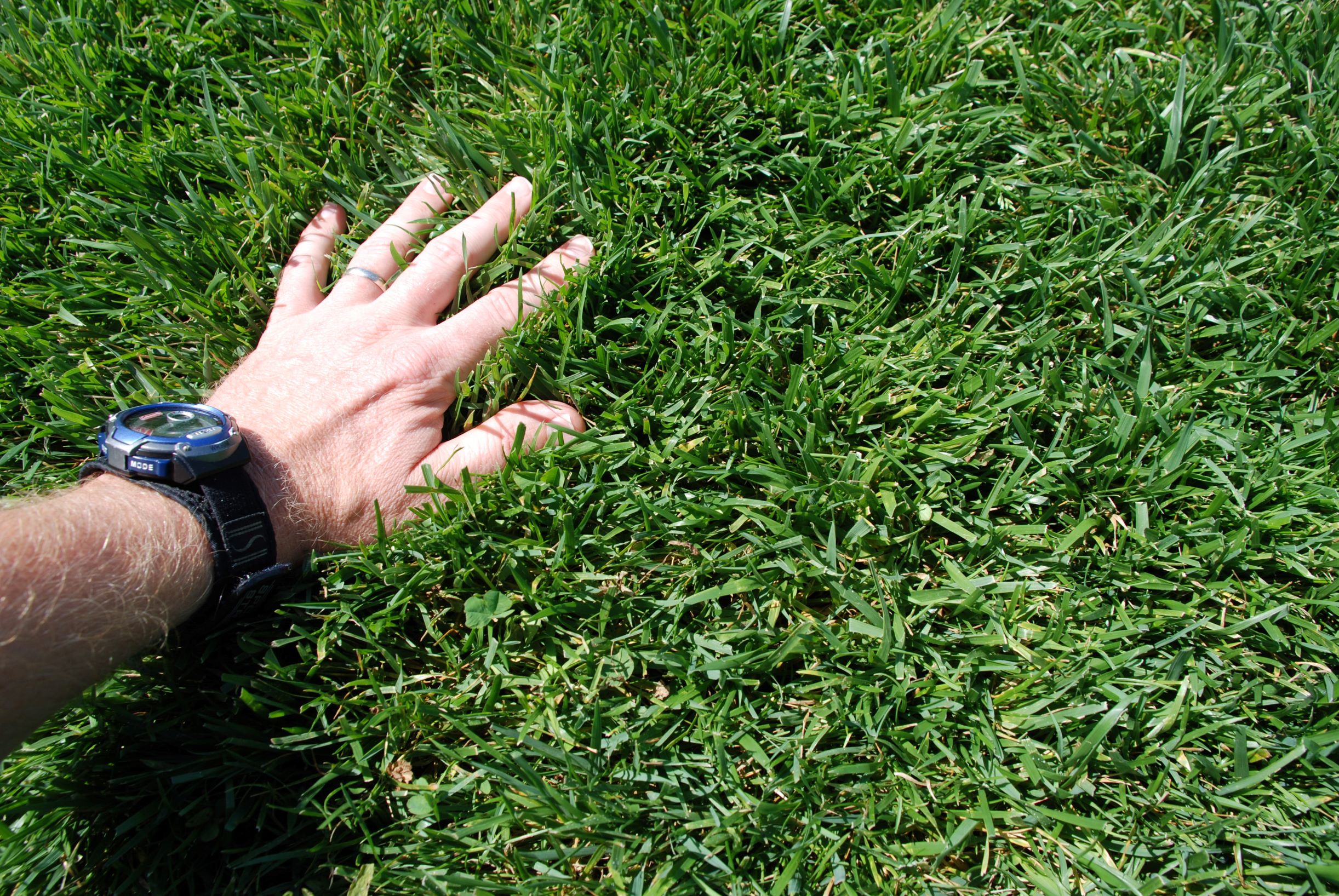 a person's hand touching a lawn consisting of tall fescue turfgrass