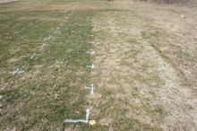 Research plot with turfgrass starting to grow in after winter. Plots to the left are much greener than those on right.