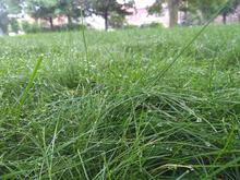 Fine fescue lawn with dew on blades