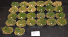 Rows of small containers of turfgrass with varying degress of heat stress