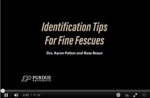 Video screen with Identification Tips for Fine Fescues title