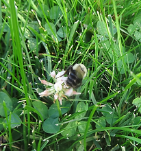 a bumblebee pollinating a white clover flower in a residential lawn
