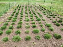 Grass plants evenly spaced in research plots