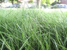 a close up of a lawn with fine fescue turfgrasses