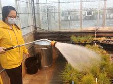 A woman spraying plants in a greenhouse