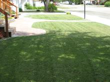 a newly mown lawn in a residential neighborhood